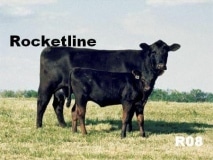 R08 BLACK ANGUS