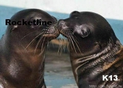 KISSING SEALS